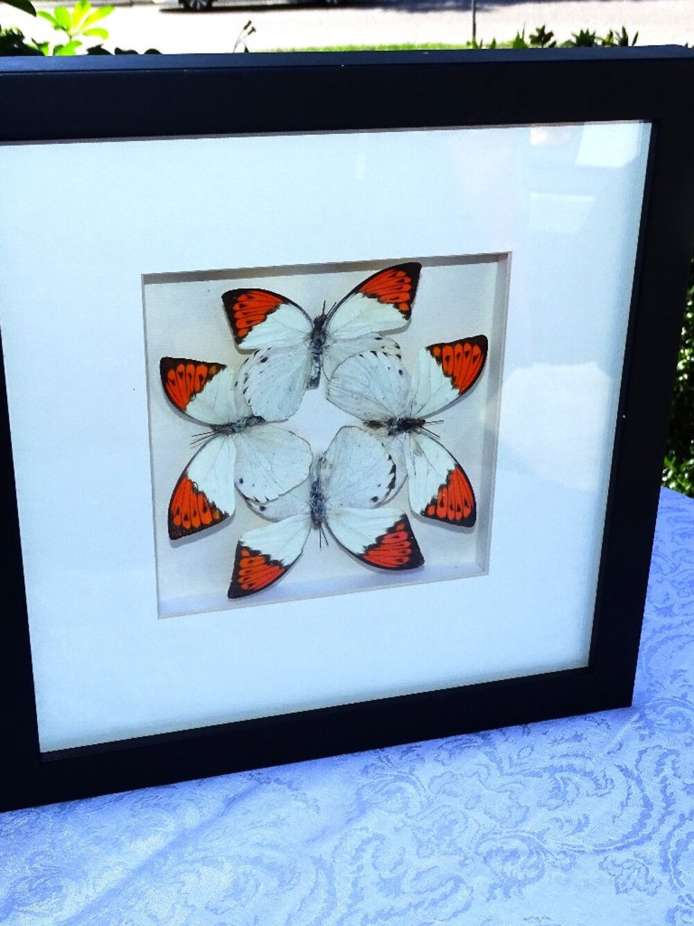 Stunning Framed Butterfly Art 12x12x1 1/2"